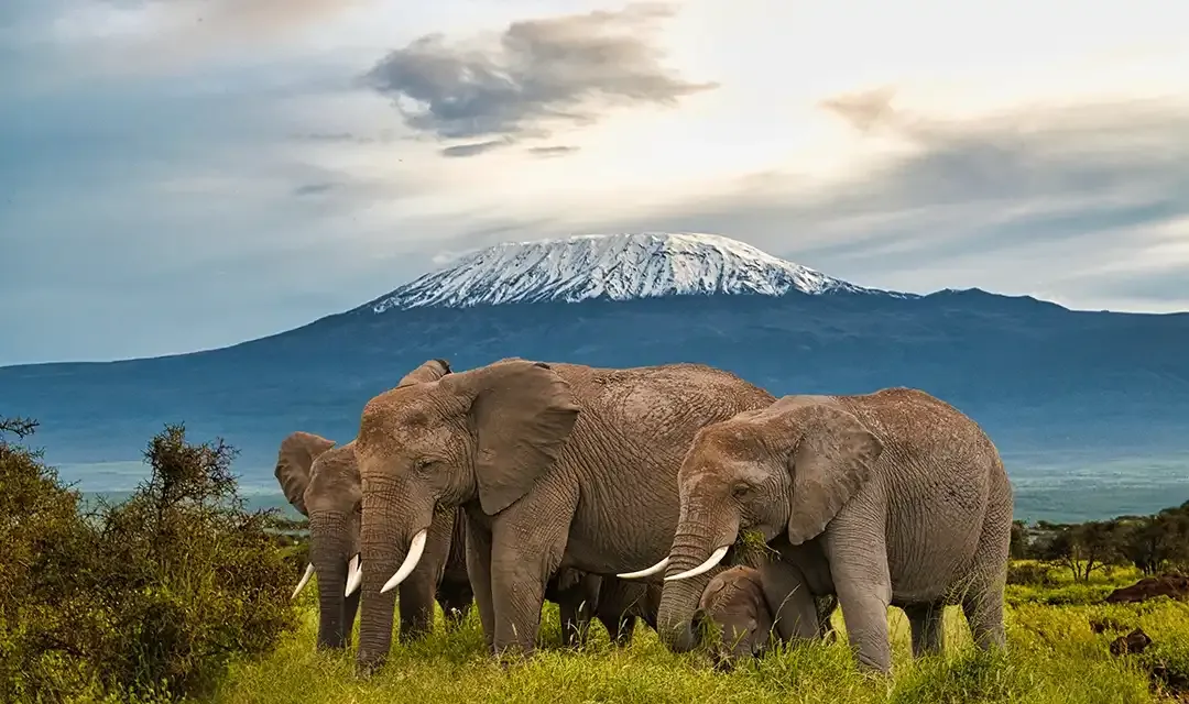 Wild Wonders of East Africa