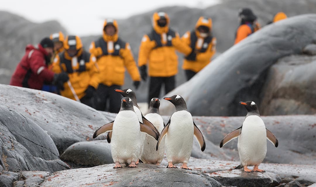 Antarctic Express Fly & Cruise